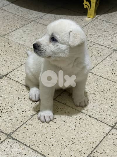 BERGER SWISSE, 1 MALE LEFT !! DISCOUNTED PRICE, CONTACT US NOW