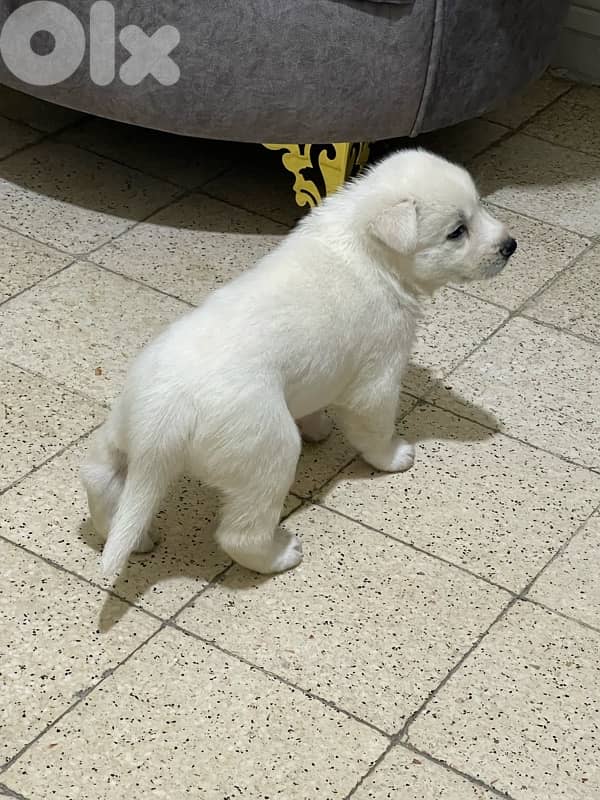 Berger Swisse Puppies For Sale 9