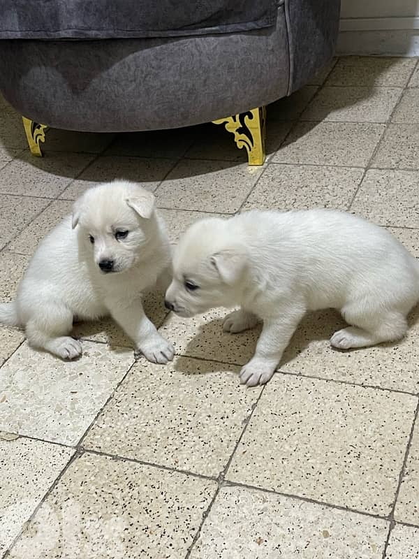 Berger Swisse Puppies For Sale 10