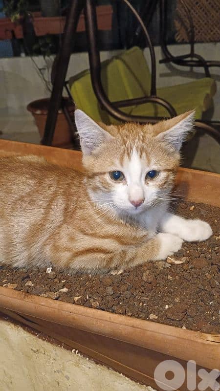 4 cute Smart cats for adoption 0