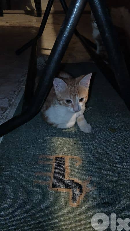 4 cute Smart cats for adoption 1