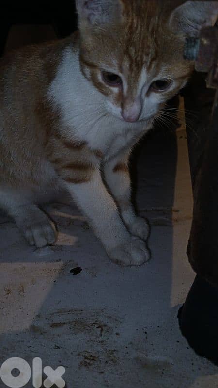 4 cute Smart cats for adoption 2