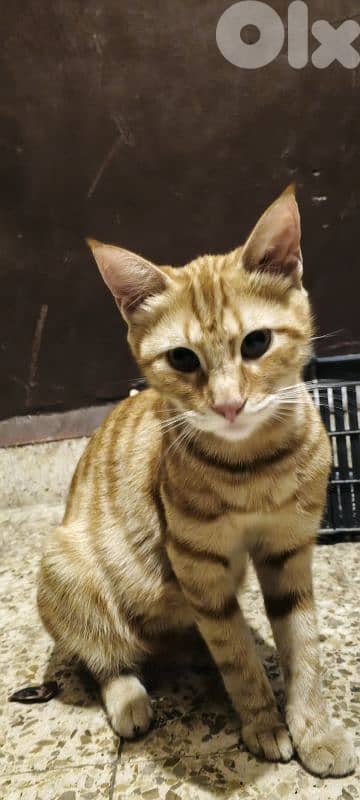 4 cute Smart cats for adoption 4