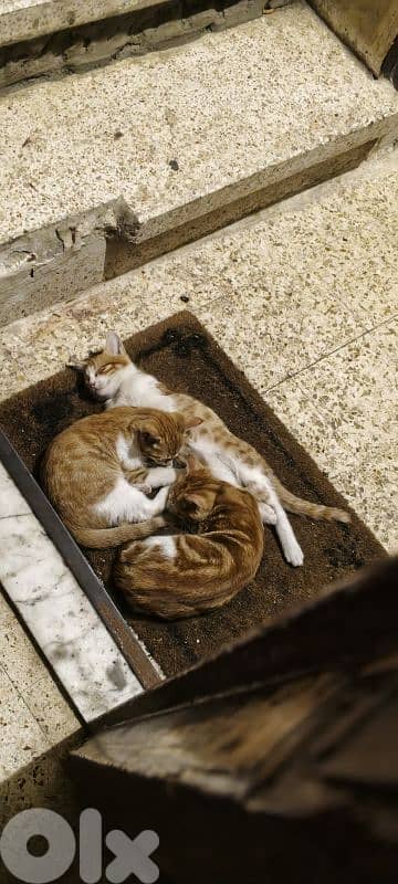 4 cute Smart cats for adoption 5