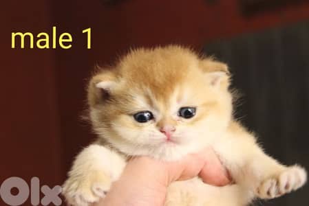 golden chinchilla real photos !