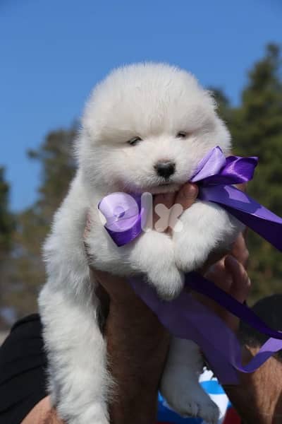 White Samoyed Pure Puppies/ dog كلاب
