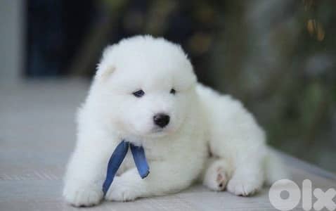 Beautiful White Samoyed Puppies/ dog كلاب
