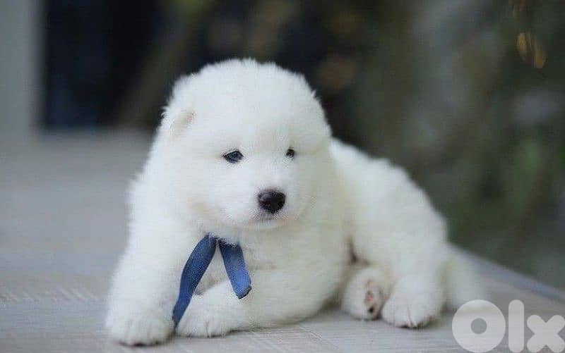 Beautiful White Samoyed Puppies/ dog كلاب 0