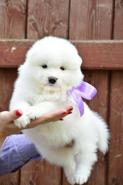 Samoyed Puppies Available in store/ dog كلاب
