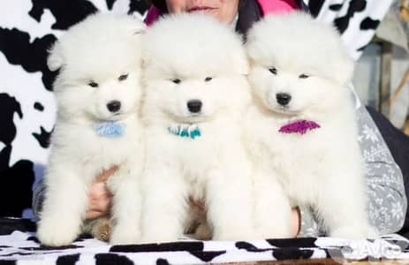 Fluffy Samoyed Puppies in store/ dog كلاب