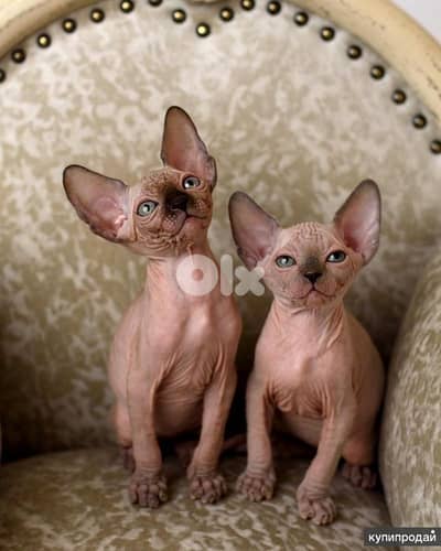 Sphynx Kittens Available/high quality cat قطط