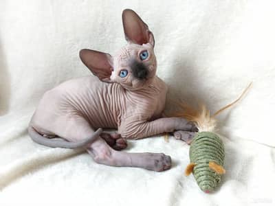 High Quality Sphynx Kittens in store/ cat قطط