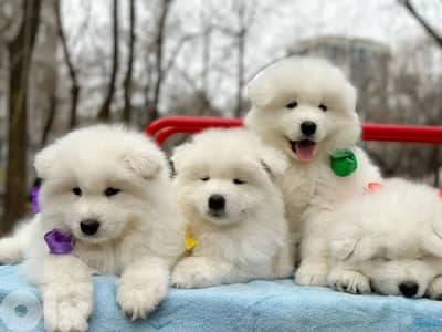 Pure Breed Samoyed Puppies/ dog كلاب