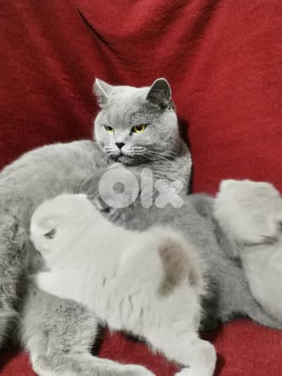 Scottish fold kittens