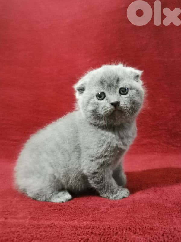 Scottish fold kittens 1