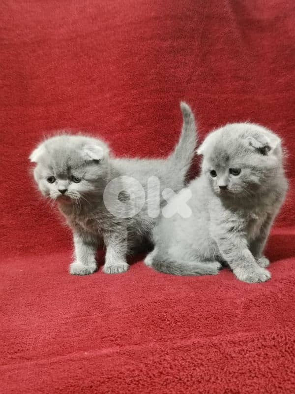 Scottish fold kittens 2