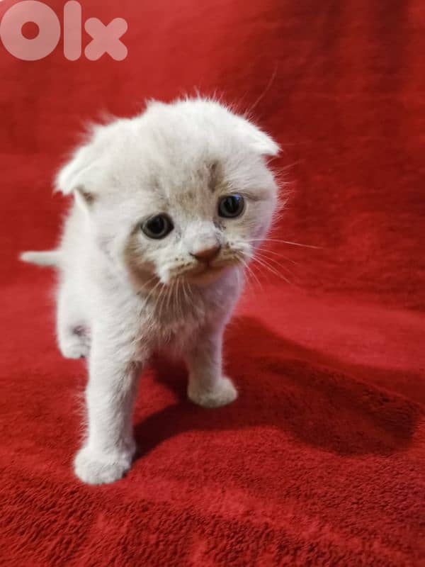 Scottish fold kittens 3