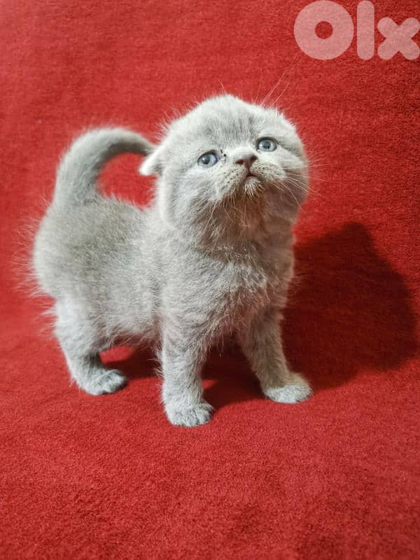 Scottish fold kittens 4