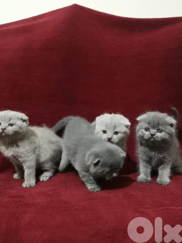 Scottish fold kittens 5