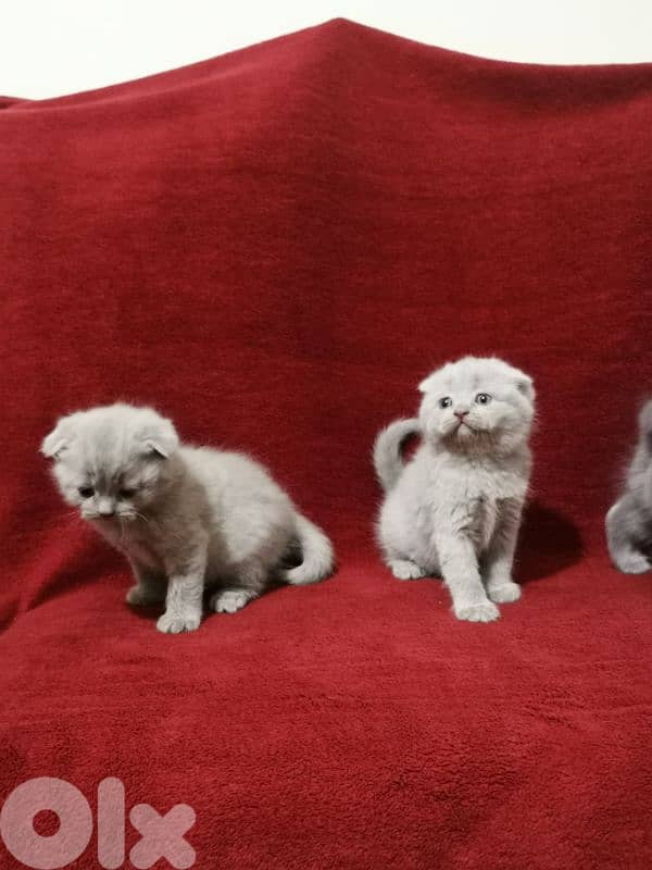 Scottish fold kittens 6