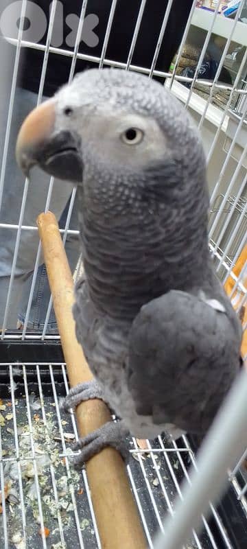 ببغاء تمنه عمرو ٤ سنين