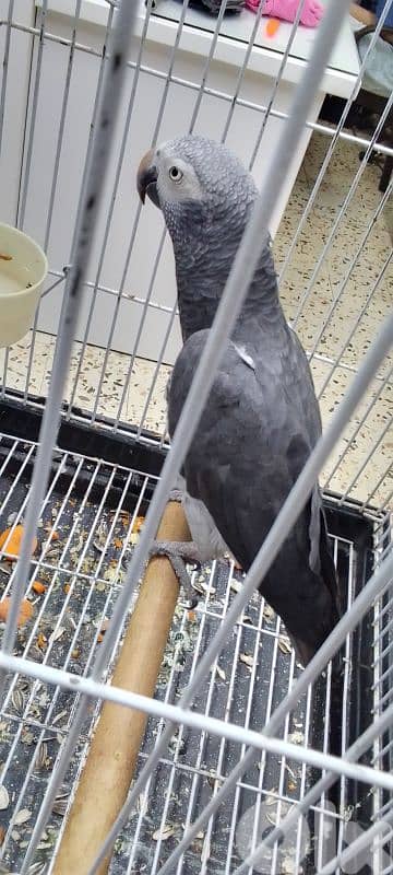 ببغاء تمنه عمرو ٤ سنين 1