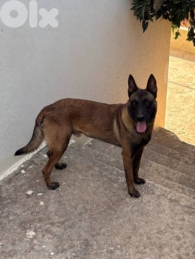Belgian Malinois Vaccinated 2 years