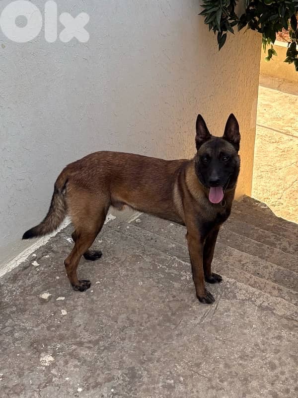 Belgian Malinois Vaccinated 2 years 0