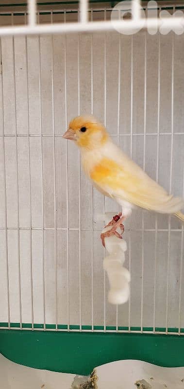 ذكرين موزايك أحمر 25 و24 صح ذهب