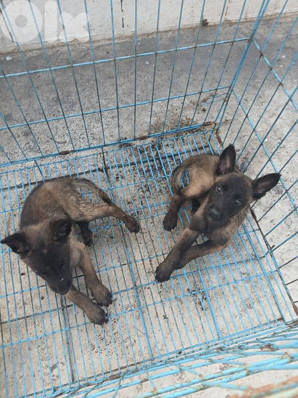 mallinios for sale 0