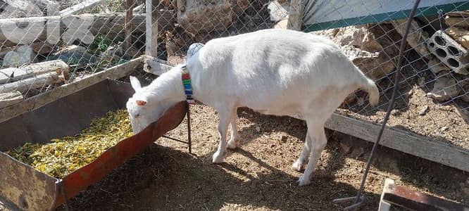 الجنوب حاريص