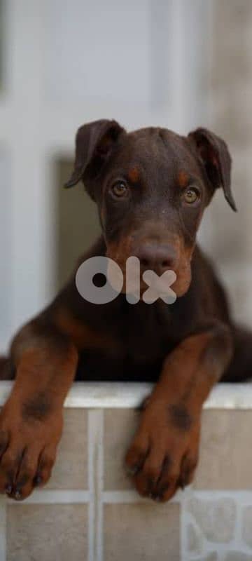 doberman 70336769 0
