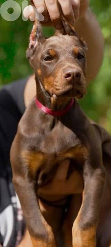 doberman 70336769 1