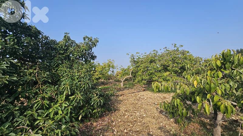 RWB501EA - Land for sale in Monsef Jbeil 2