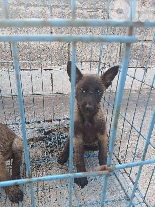 mallinios for sale 1