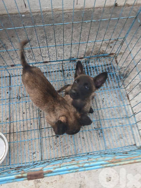 mallinios for sale 2