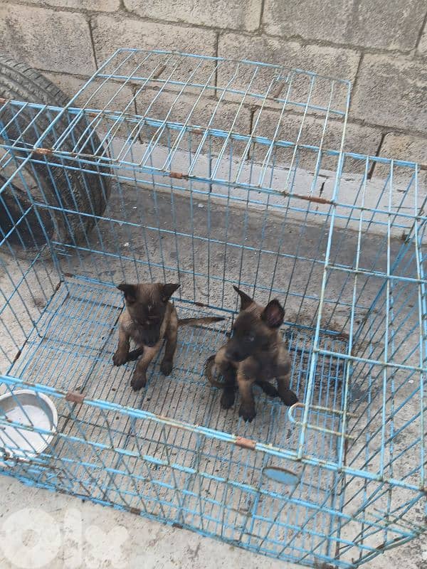 mallinios for sale 8