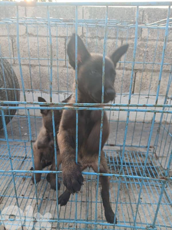 mallinios for sale 9