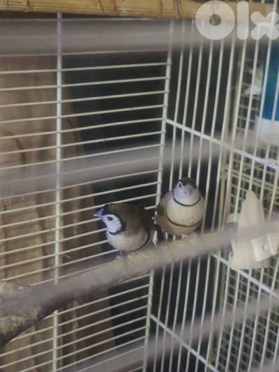 طيور فينش وبادجي