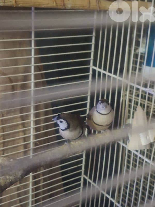 طيور فينش وبادجي 1