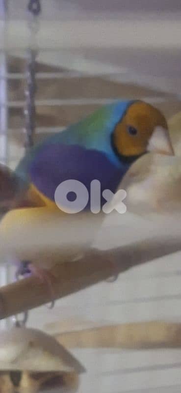 طيور فينش وبادجي