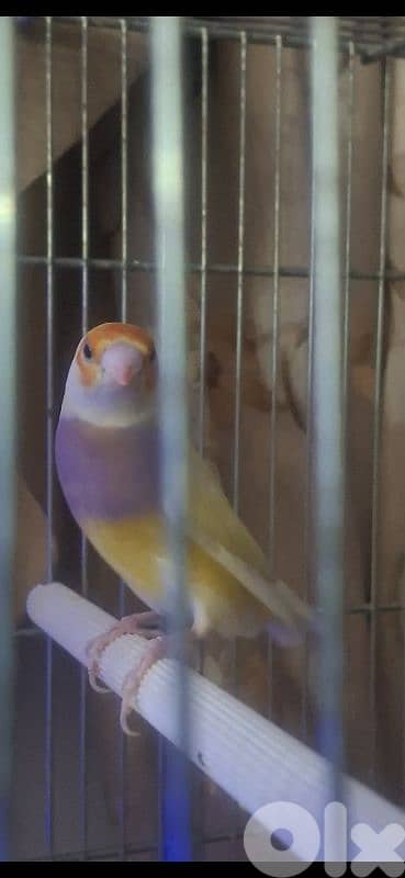 طيور فينش وبادجي 2