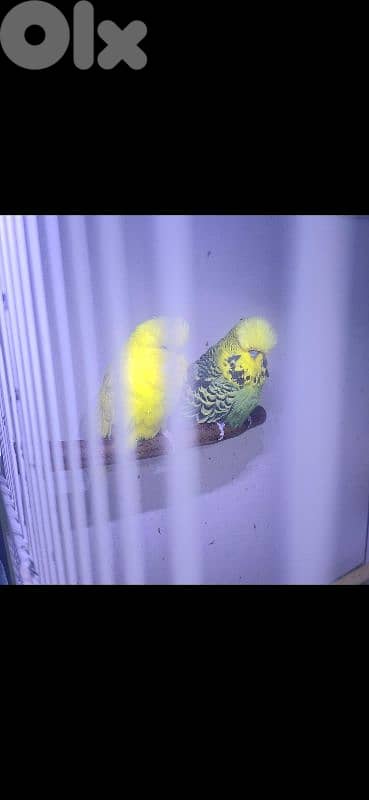 طيور فينش وبادجي 3