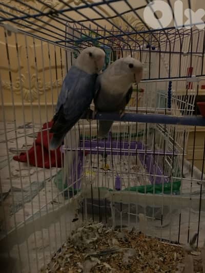 جوز روز اوبلاين نيلي راس ابيض تلج