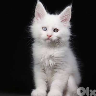 Maine Coon Imported White Kittens/ cat قطط