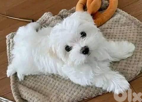 Mini Bichon Dog for sale 0