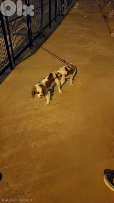 Male cavalier king charles