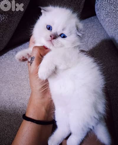 30 days old scottish fold