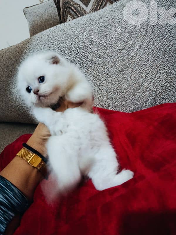30 days old scottish fold 1