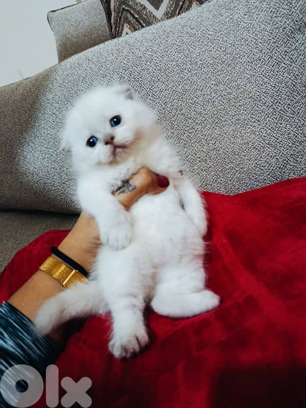 30 days old scottish fold 2